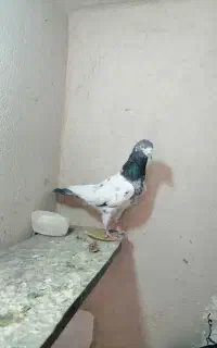 کبوتر نر تیدی زوردار بگرد