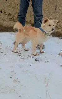 سگ پا کوتاه