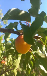 زردآلوی ارگانیک عسل