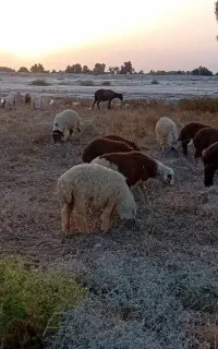 ۱۵بره نر