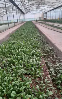 فروش کود نیترات کلسیم