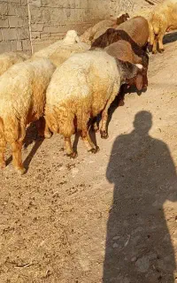 میش داشتی