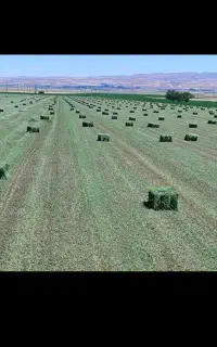 فروش یونجه چین دوم ۵۰۰ پریس آماده