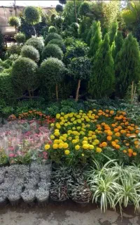 خدمات فضای سبز درتمام نقاط تهران