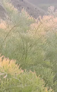 علف کوهستان یا شاور