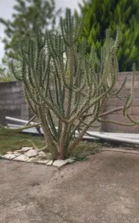 کاکتوس و نخل قیمت مناسب