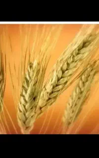گندم بذری دیم