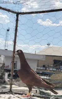 سرخ پلاکی جوون رنگ خونی