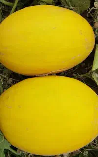 خربزه شیرازعسل جعفرآباد مغان