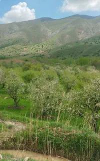 اکیپ برای انگور چینی