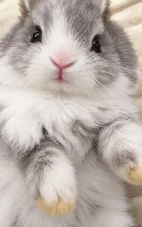 خرگوش زرنگ
