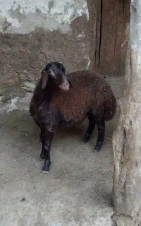 بره نر وشیشک نر