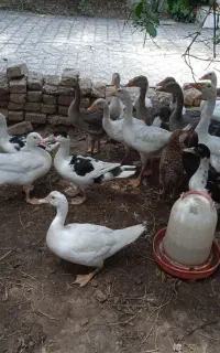 غاز