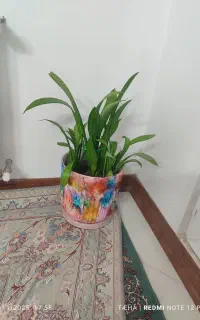 گل سانسوریا