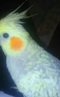 عروس هلندی گمشده