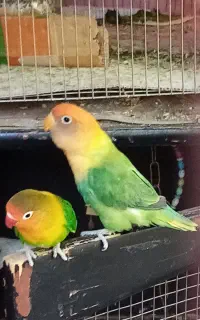 فروش یکجفت کوتوله برزیلی سبز صورت هلویی