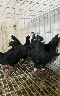 کبوتر پلاکی زاغ