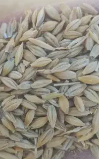 جو خارجی فقط و فقط تنی47