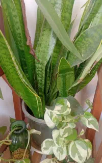 نظافت منزل واساس کشی