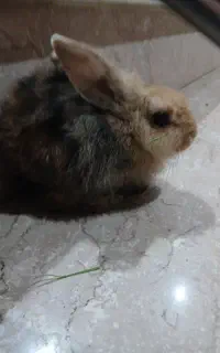 خرگوش