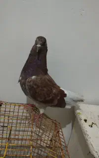 کبوتر