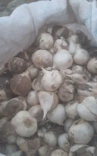 فروش موسیر کوهی