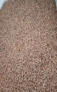 گندم بذری اوبا