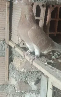 کبوتری تهرانی