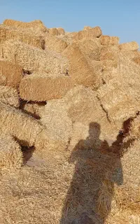 پرس جو