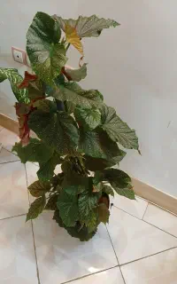 گل بگونیا