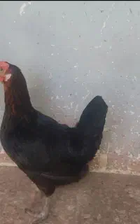 مرغ محلی تخم گذار
