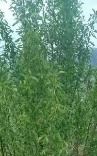 طبیعت گردی