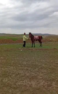 اسب نر