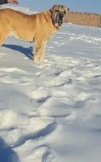 سگ ۷سال