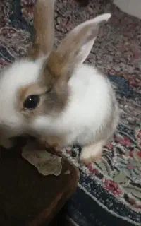 خرگوش