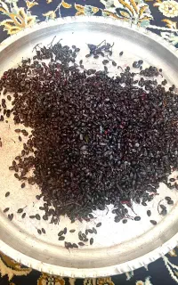 زرشک ابگیری کوهی
