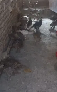 خروس و مرغ تیرنگ