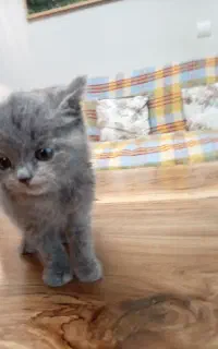 بچه گربه اسکاتیش بلو