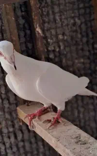 جوجه کبوتر