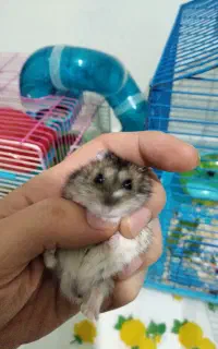 همستر کمپل معاوضه با سوری