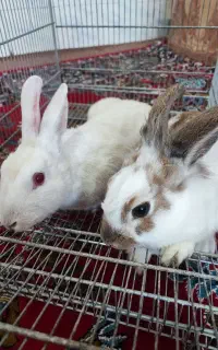 خرگوش جفت دستی پشمک و مخمل