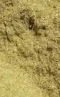 کاه عدس