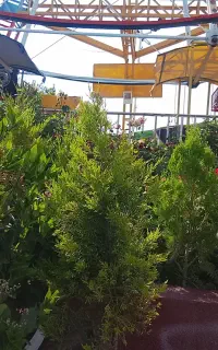 باغبان