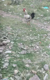 ۹ تا مرغ جوان طبیعی تخمگذار