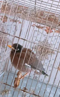 مرغ مینا باهوش