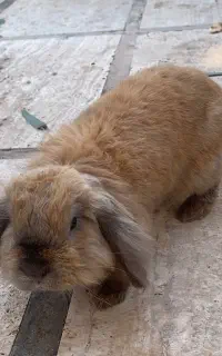 خرگوش
