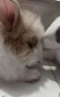 خرگوش نر