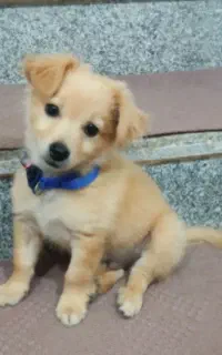 سگ دوماهه