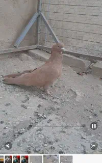 کبوتر سرور