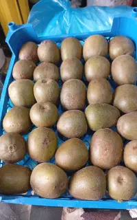 کیوی خونی (تو سرخ)